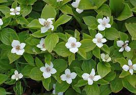 Ein anspruchsloser zwergzierstrauch, der von mai bis juni in einem strahlenden weiß blüht. Teppich Hartriegel Cornus Canadensis