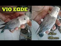We did not find results for: Lovebird Vio Spangle Youtube
