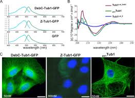 Camels to kuwait wholesale from kuwait, kuwait, kuwait, kuwait. Selection Of Genetically Encoded Fluorescent Single Domain Antibodies Engineered For Efficient Expression In Escherichia Coli Sciencedirect