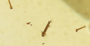 Just make sure you get bleaches with at least 5.25% sodium hypochlorite as their active. How To Kill Mosquito Larvae 7 Simple Effective Methods