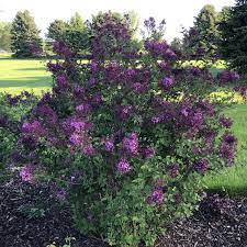 Bloomerang dark purple lilac is also noted for its exceptional disease resistance. Syringa Bloomerang Dark Purple Buy Lilac Bloomerang Shrubs Online