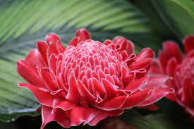 Ginger Flower By Pistos Flowers Ginger Flower Flowers Photography