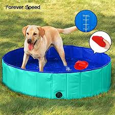 Bain Piscine Chien