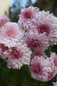 Chrysanthemum Emperor Of China And Korean Daisies Fall Flowers Chrysanthemum Chrysanthemum Growing