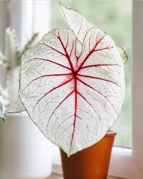 Caladium Best Indoor Plants Caladium Houseplants