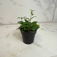 Image result for Manettia