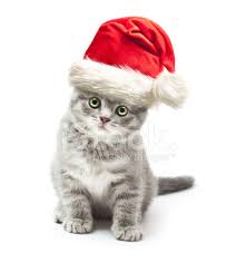 Noel Baba Noel Kirmizi Sapkali Kedi Yavrusu Stok Fotograflari Freeimages Com