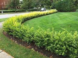 However, thuja varieties need just 3 feet of spacing between each tree. Caring For Hedges Bobbie S Green Thumb