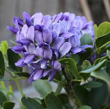 Image result for Sophora