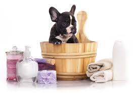 She has instructions on how to get started posted on her website if you want to learn how to communicate with your dog. Dog Talk Tips For A Happy Bath Time For Your Furries The Star