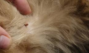 Look carefully among your dog's fur every time you go for a walk in areas of risk and check each of the part its body. What Do Tick Bites On Dogs Look Like Canna Pet