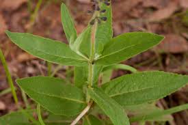 Image result for Equilabium stenophyllum