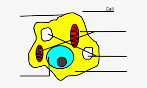 Check spelling or type a new query. Simple Animal Cell Unlabeled Png Image Transparent Png Free Download On Seekpng