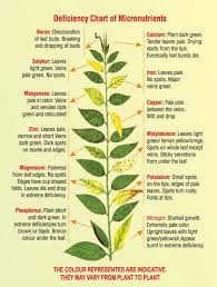 Deficiency Chart Of Micronutrients Garden Pests Plants