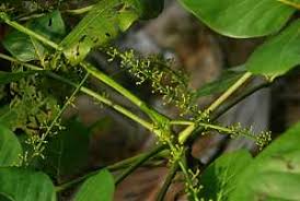 Image result for Achyrospermum aethiopicum