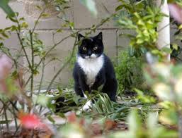 Ucla Program Works To Control Stray Cat Population Daily Bruin