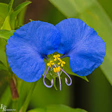 Image result for Commelina