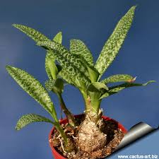 Image result for Lessertia pauciflora