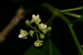 Image result for Grevea