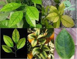 Tuang jus asam jawa, perasakan dengan garam secukupnya dan sedikit gula. Agrotechplus Penyakit Penyakit Tanaman Limau Penyakit Facebook