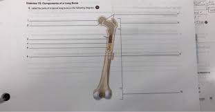 Median nadir occurs at day 21 in patients receiving single agent carboplatin. Exercise 75 Components Of A Long Bone 6 Label The Chegg Com
