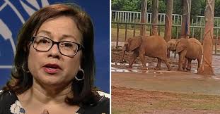 Wildlife watchdog put to shame after experts say baby elephants sold to  'perfect' China zoo violated rules