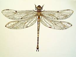 Dragonfly The Dragonfly Has 4 Sets Of Wings Making It Much Noisier From A Way Away Compared To Other F Dragonfly Drawing Dragonfly Illustration Dragonfly Art
