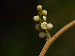 Image result for Cassytha pondoensis