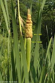 Image result for Typha