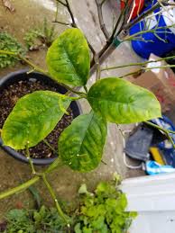Basically, the leaves are drained of energy, and this attack causes. Everyone Loves To Root For The Underdog My Mom Gave Me This Lemon Tree To Rehab It Definitely Has Spider Mites And Some Flat Black Pest That You Can See On One