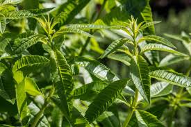 I bought lemon verbena as tube stock and planted in a pot where it seem to do nothing. Lemon Verbena A Lemon Scented Herb From South America Spiceography