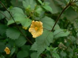 Image result for Sida serratifolia