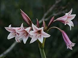 Image result for Crinum buphanoides