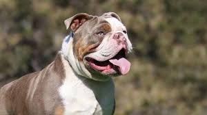 Olde English Bulldogge Information Characteristics Facts