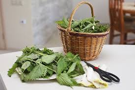 We did not find results for: Teh Ceria Jelatang Segar Kepada Siapa Teh Fermentasi Dari Nettle