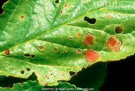 Image result for Pseudomonas syringae