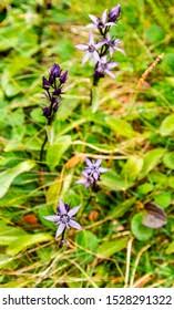 Image result for Swertia erosula