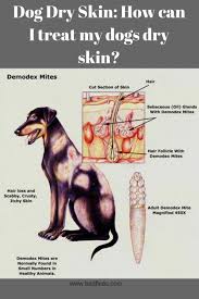 Dog Dry Skin Dog Dry Skin Dry Skin Dog Skin