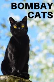 American Shorthair Bombay Cat Vs Black Cat Bombay Cats Bombay Cat Black Cat Breeds All Black Cat