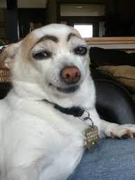 We apologize for any inconvenience. Dahahaha Funny Animals Funny Pictures How To Draw Eyebrows