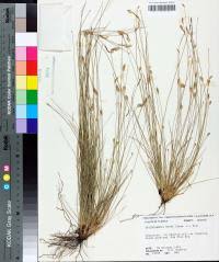 Image result for Abildgaardia ovata