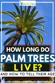 How Long Do Palm Trees Live And How To Tell Their Age Garden Tabs