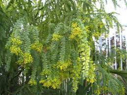 The Palm Broker Xeriscape Shrubs Garden Screening