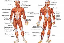 Muscles Of The Human Body