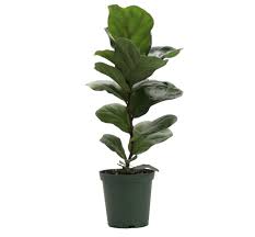This characteristic will allow the plant's root system to grow and expand, encouraging its development. How To Propagate Root Fiddle Leaf Figs 3 Methods Reviewed Greenhouse Studio