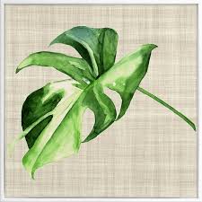 Image result for Araceae