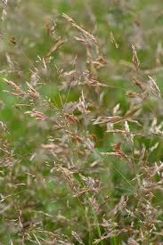 Image result for Agrostis taylorii