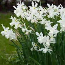Thalia Daffodil Daffodils Pansies Flowers Bulb Flowers