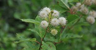 Image result for Cephalanthus