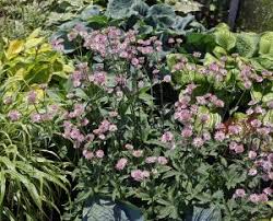 Image result for Astrantia major `Roma`